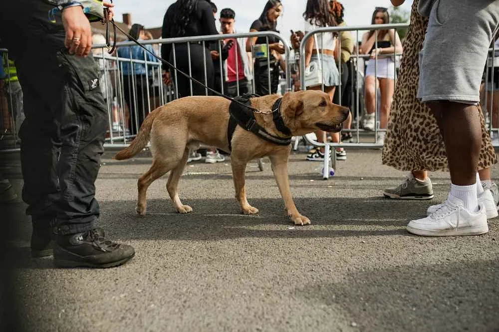 security dog conducting searches on event visitors